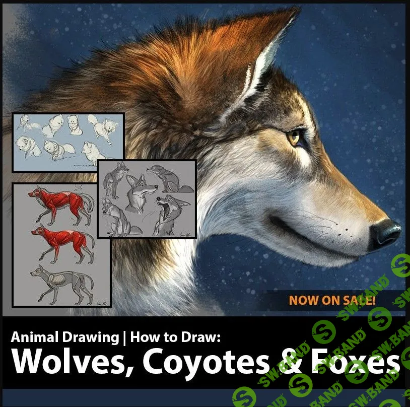 [Аарон Блейз] Как рисовать волков, койотов и лисиц (2020)