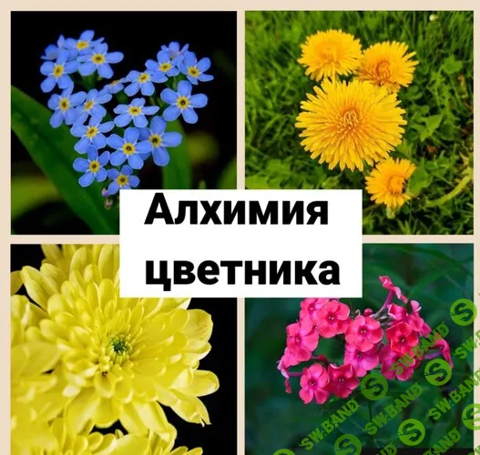 Алхимия цветника [Светлана Кусова]