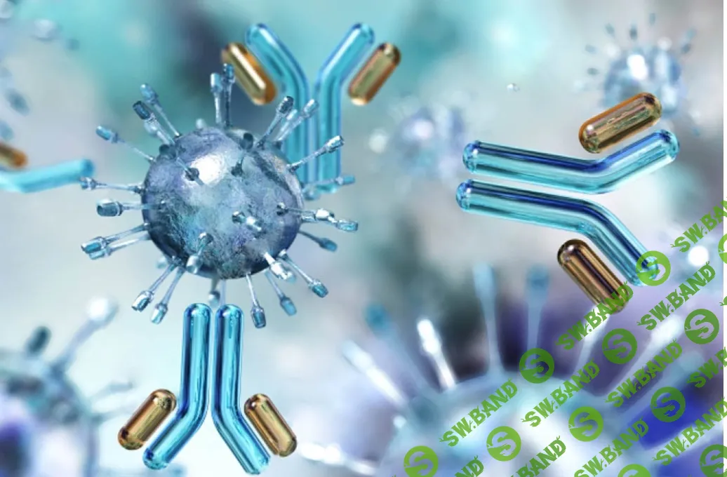 [Архэ] На переднем крае иммунологии. В-клетки и клетки – киллеры (2024)