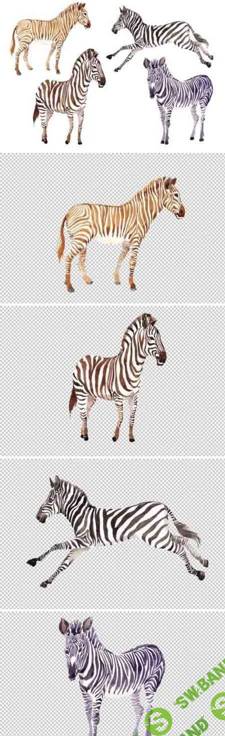 [Creativemarket] Zebra set Watercolor