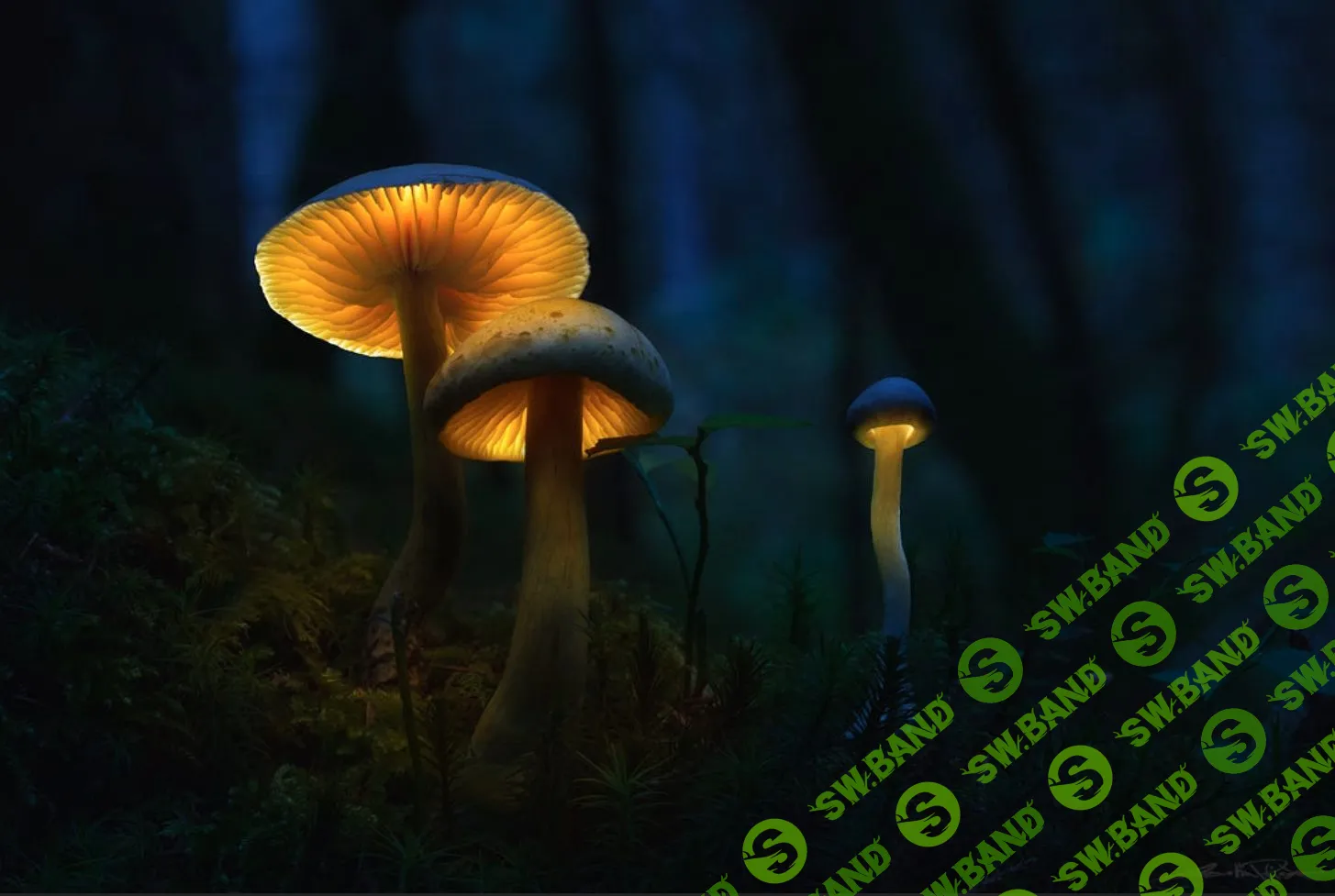 [Daniel Laan] Glowing Mushrooms Processing Video