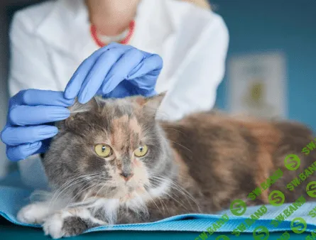 [Дарья Харебина] Кошка на приеме в клинике. Подготовка и прием у врача (2023)