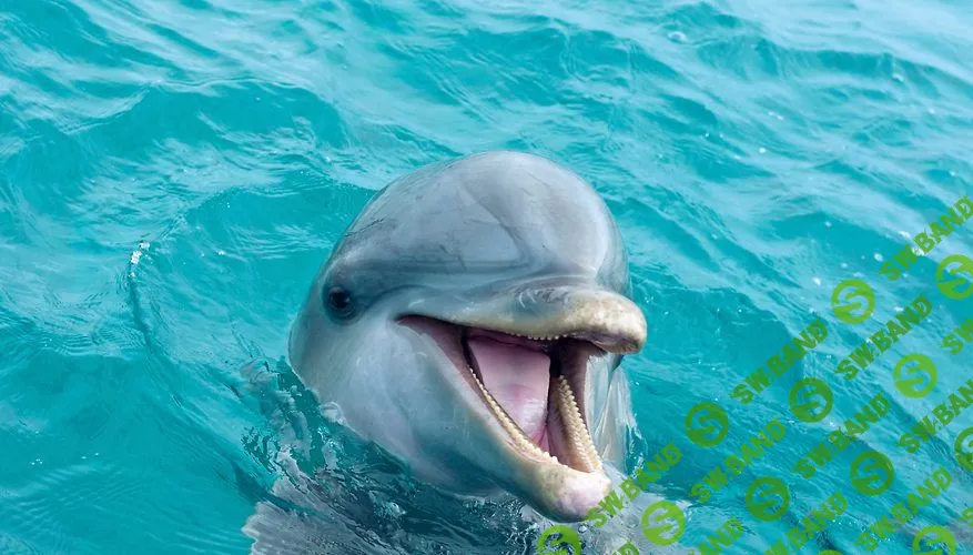 Дельфины-02.jpg