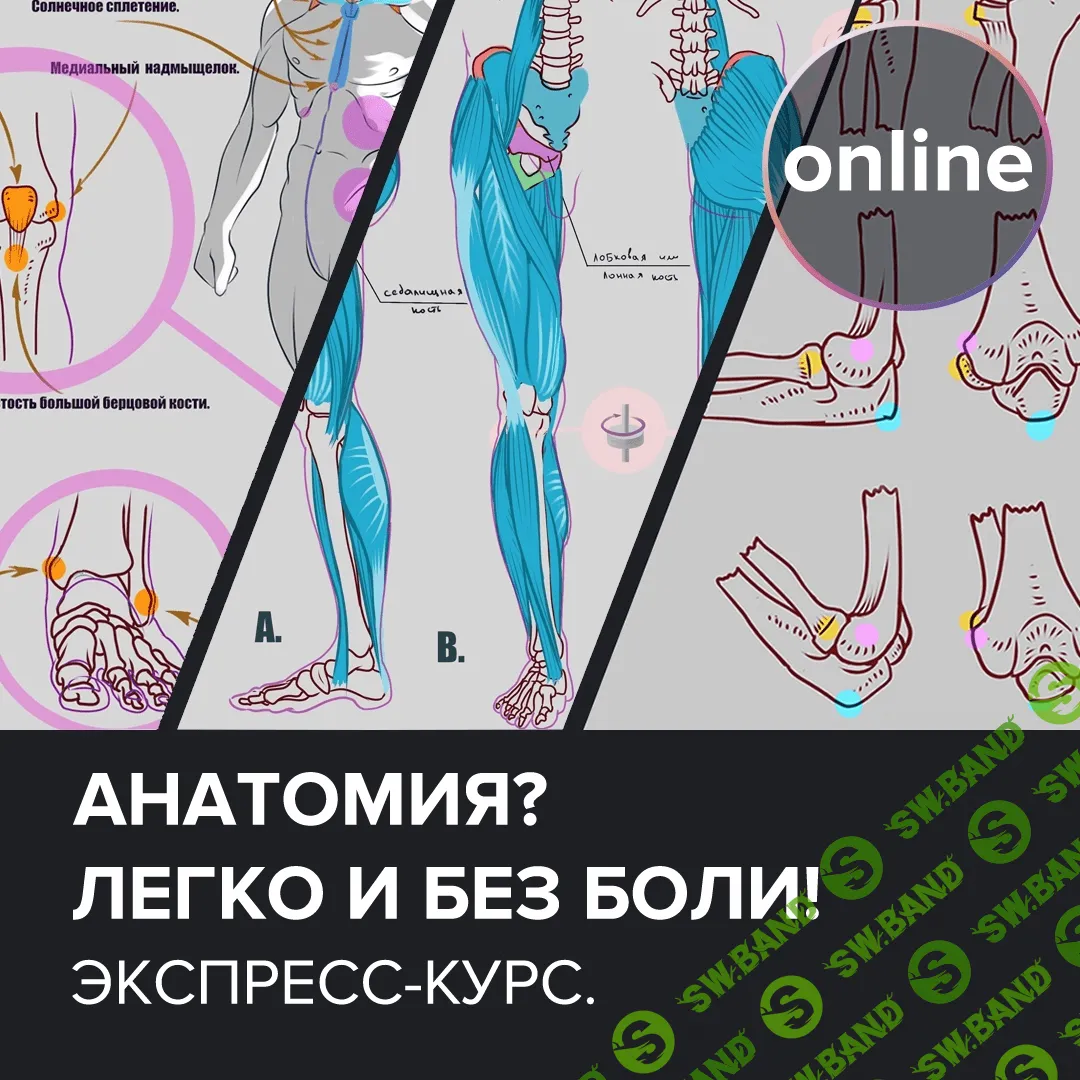 [Digital Art Club, Роман Brumel] Анатомия. Легко! И без боли (2020)