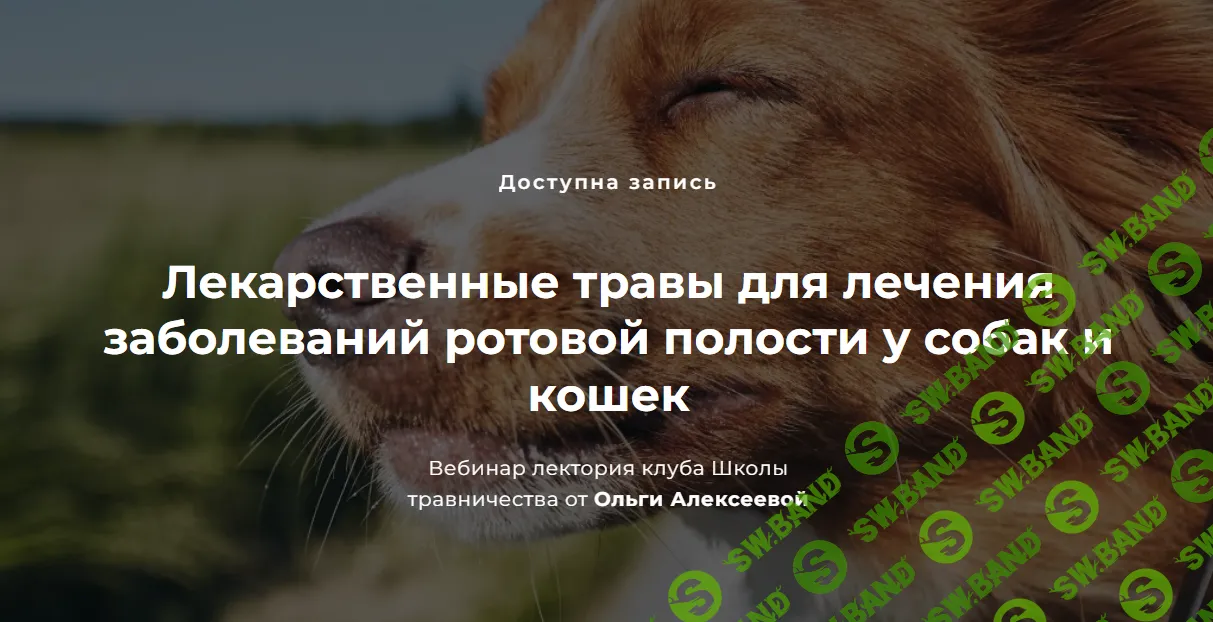 [FestTrav] Лекарственные травы для лечения заболеваний ротовой полости у собак и кошек (2024)