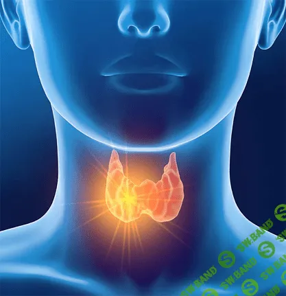 [Ирина Баранова] Щитовидная железа: щит здоровья 3.0 (2020)