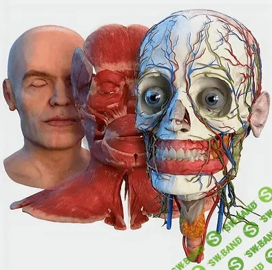 [Константин Берман] Топографическая анатомия головы и шеи (2022)