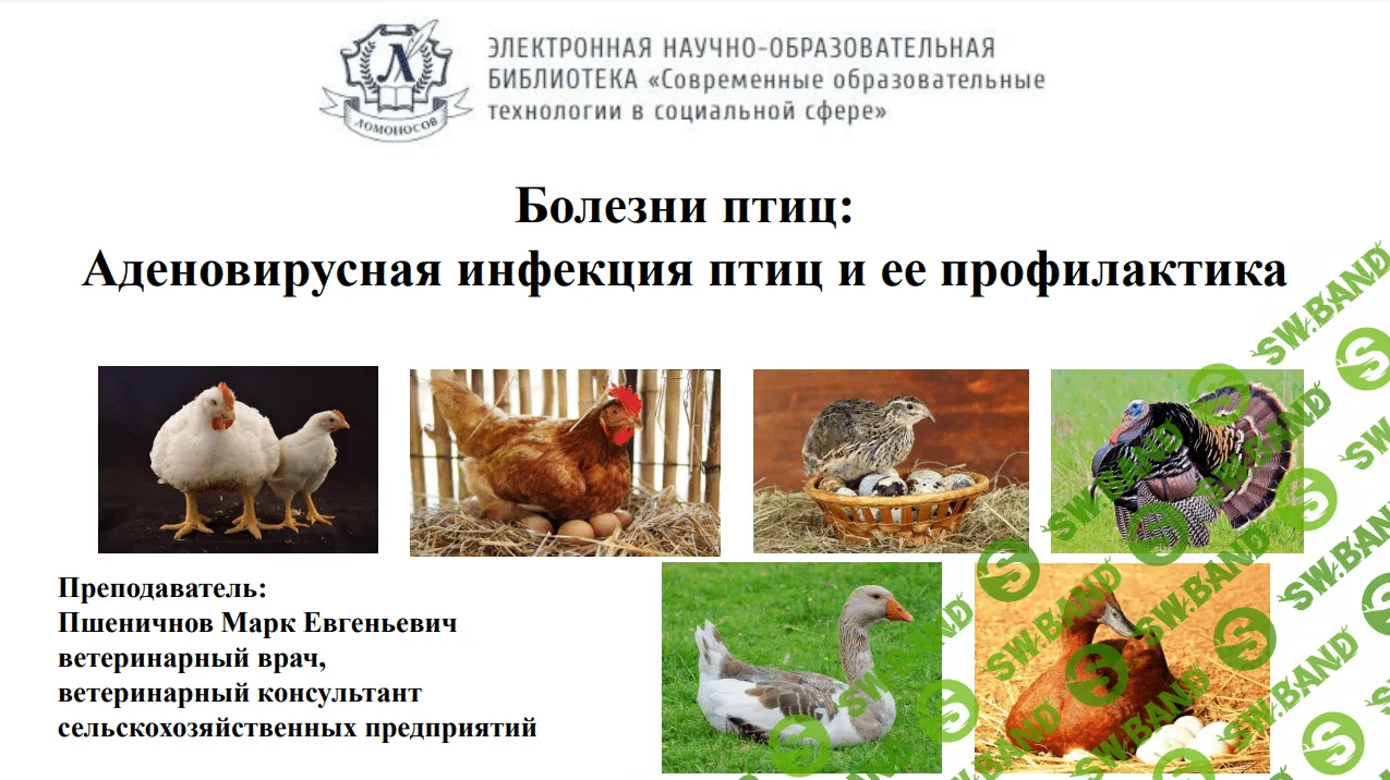 [Марк Пшеничнов] Болезни птиц - Аденовирусная инфекция птиц и его профилактика (2023)