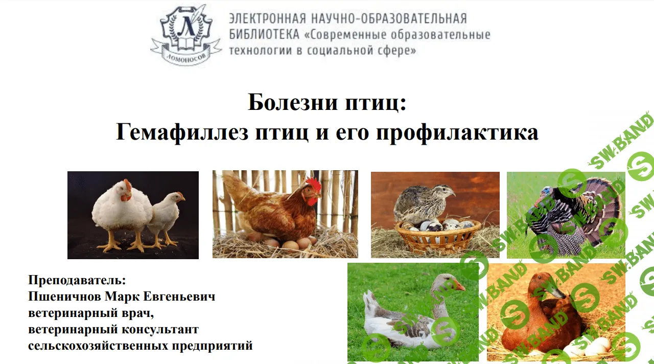 [Марк Пшеничнов] Болезни птиц - Гемофиллез птиц и его профилактика (2023)