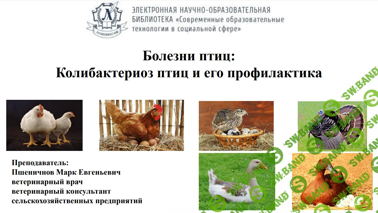 [Марк Пшеничнов] Болезни птиц - Колибактериоз птиц и его профилактика (2023)