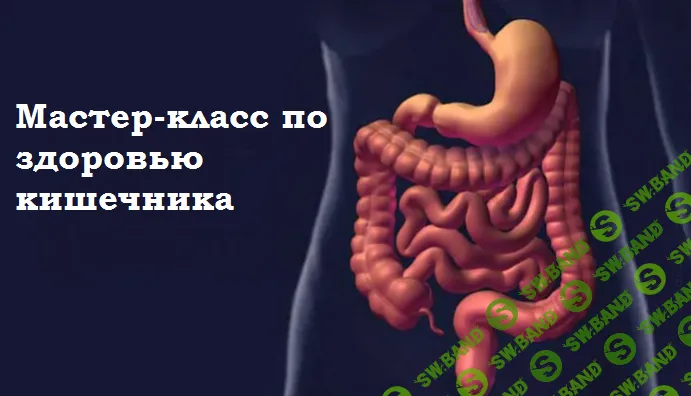 Мастер-класс по здоровью кишечника [stepik] [EverMade School]