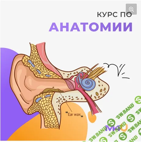 [Medforyou - школа медицины] Курс по анатомии (2024)