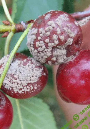 [Наталья Минина] Особенности защиты плодово-ягодных культур от болезней и вредителей (2022)