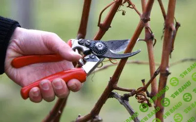 [Николай Рабушко] Обрезка, прививка и уход за плодовыми деревьями, обрезка кустарников (2014)