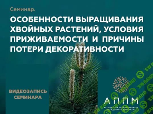 Особенности выращивания хвойных растений, условия приживаемости и причины потери декоративности [Лидия Серая, Галина Ларина]