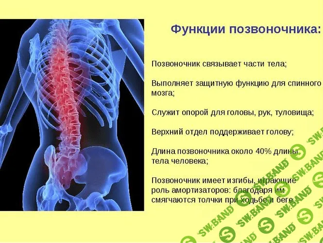 Спина и позвоночник | Back and Spine | resses.ru