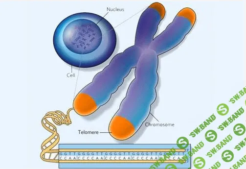 Регенерация Теломер - Секрет молодости и продления жизни
