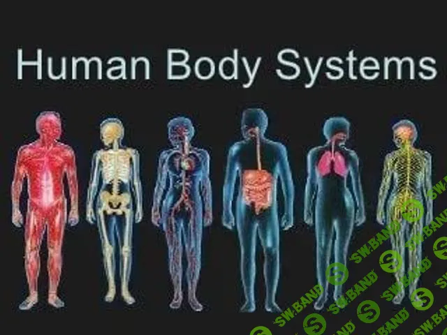 [Sigh Energy] Исцеление и регенерация систем человеческого организма (2022)