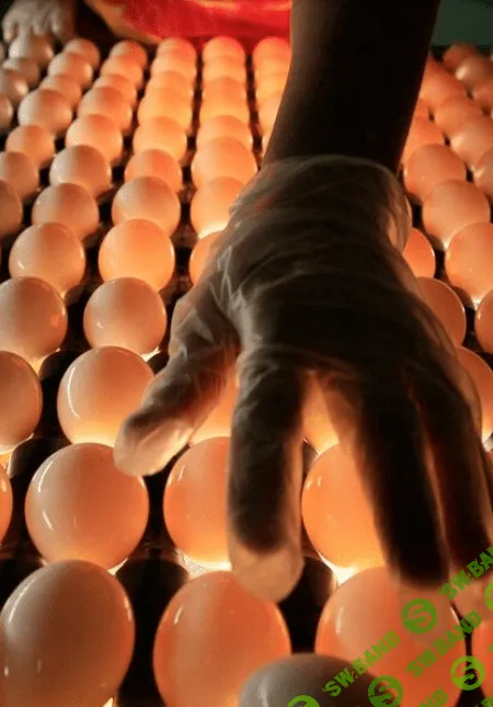 [Татьяна Коноблей] Определение качества инкубационных яиц. Подготовка яиц для инкубации (2023)