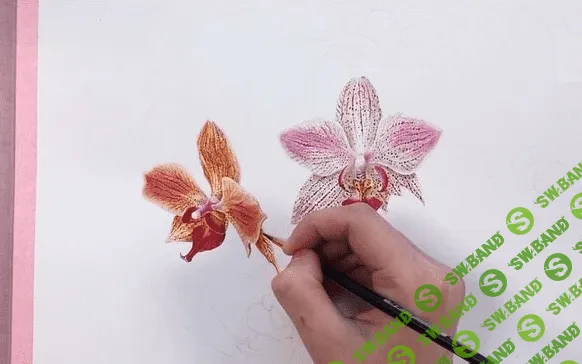 [Татьяна Ширбидова] Орхидея. Ботаническая иллюстрация