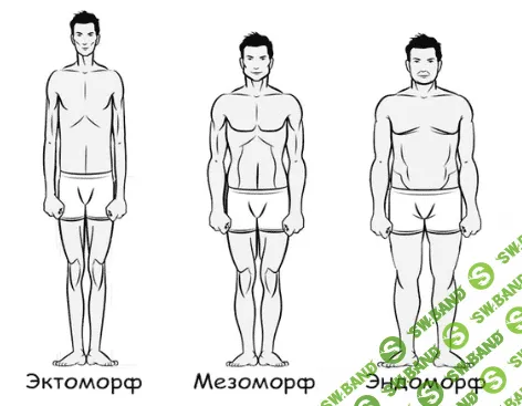 Типы телосложения человека: чем отличаются и как правильно питаться