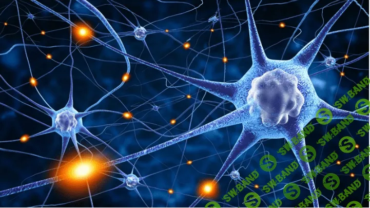 [Udemy.com] Нейропластичность: Как перемонтировать свой мозг