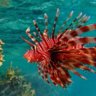 Lionfish